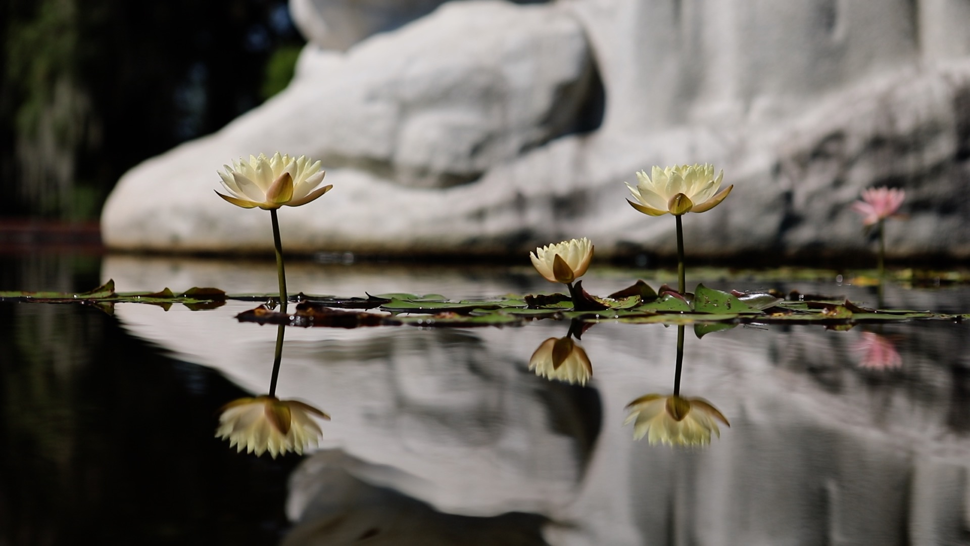 Flowers sitting on top of smooth water