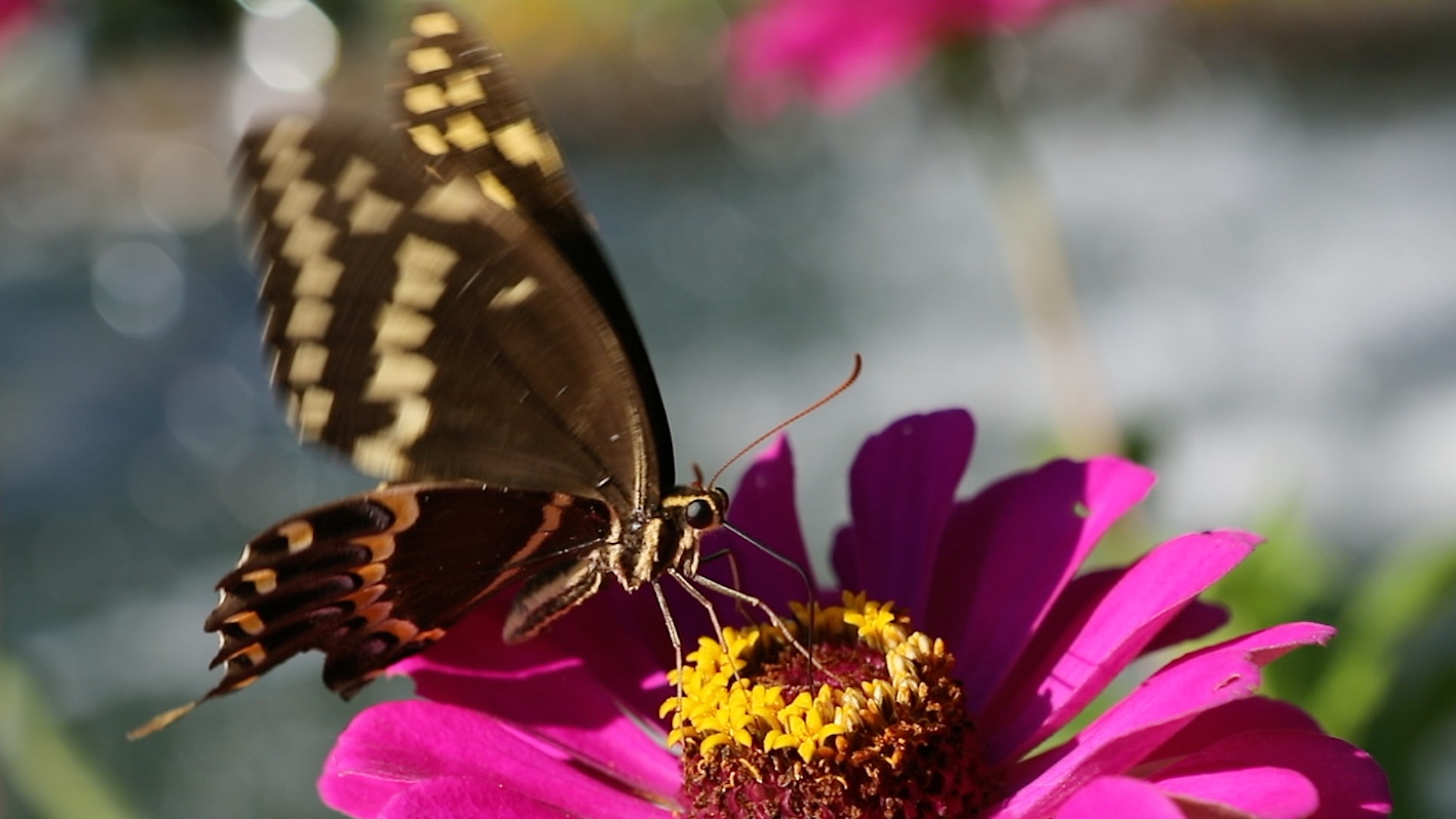 A butterfly on top of a flower